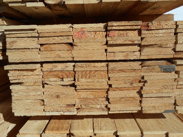 Pinus